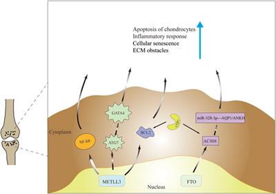 Regulatory Role of N6-Methyladenosine (m6A) Modification in Osteoarthritis